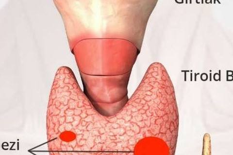 tiroid bezinin yapisi ve fonksiyonu doc dr orhan celen